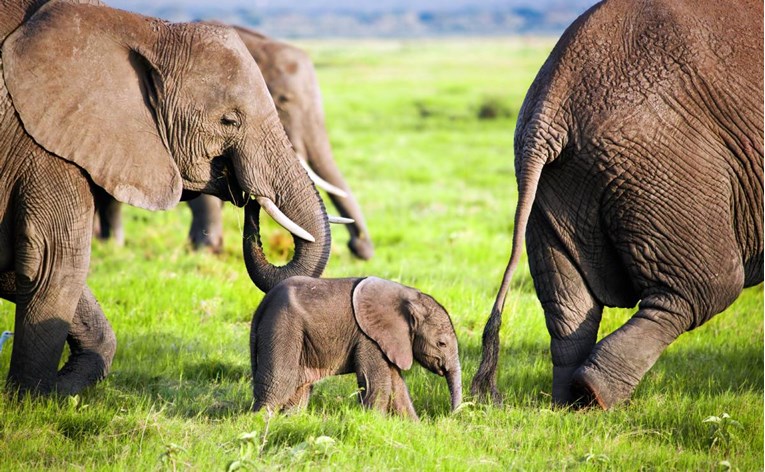 Lovac koji je ubio 5000 afričkih slonova i 50 nilskih konja: “Uopće se ne kajem“
